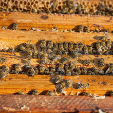 Load image into Gallery viewer, Pure Ukrainian Wildflower Honey 1kg