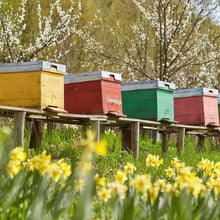 Load image into Gallery viewer, Pure Ukrainian Wildflower Honey 1kg
